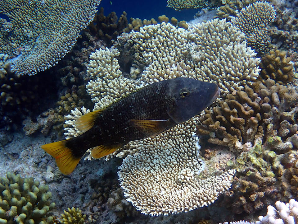 Sonstiges Ellaidhoo Maldives by Cinnamon