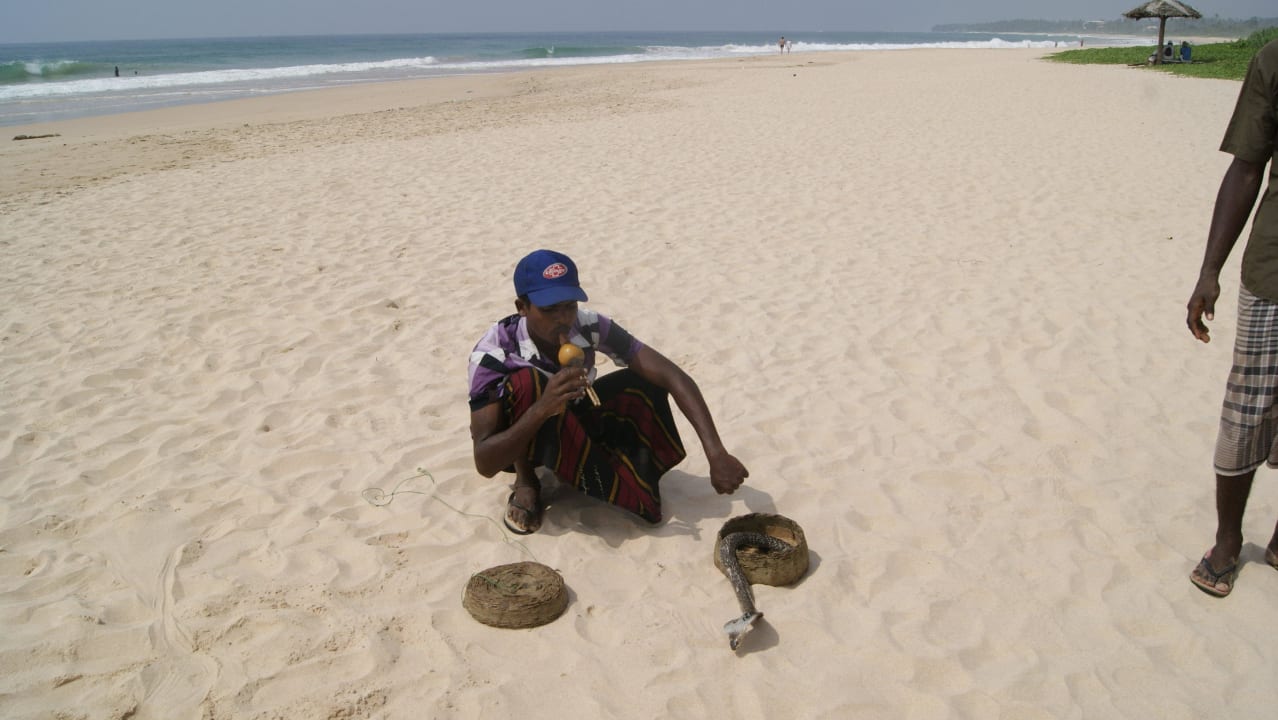 Wąż Hotel Koggala Beach