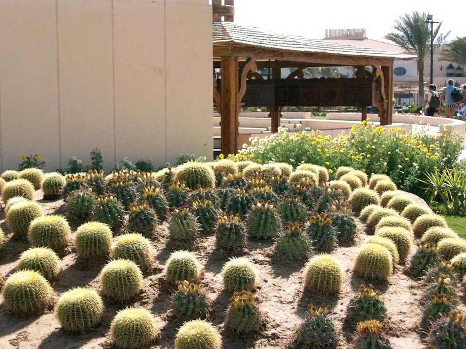 Gartenbepflanzung Pickalbatros Dana Beach Resort - Hurghada