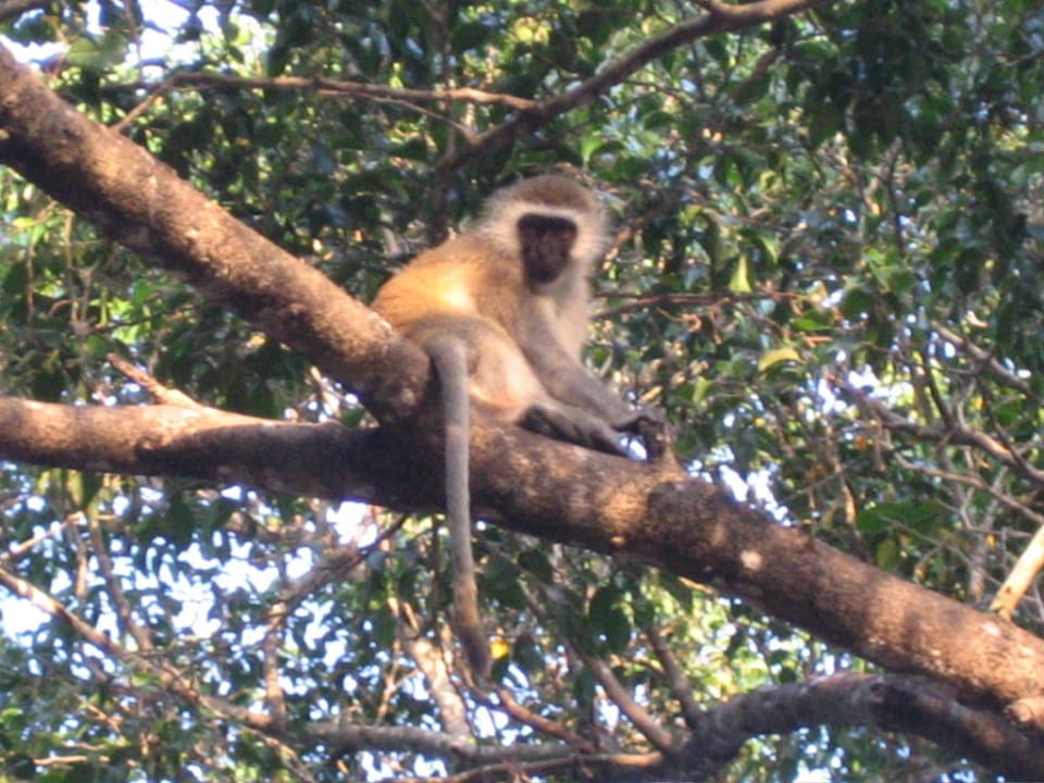 Affen früh morgens in der Anlage Bahari Beach Hotel