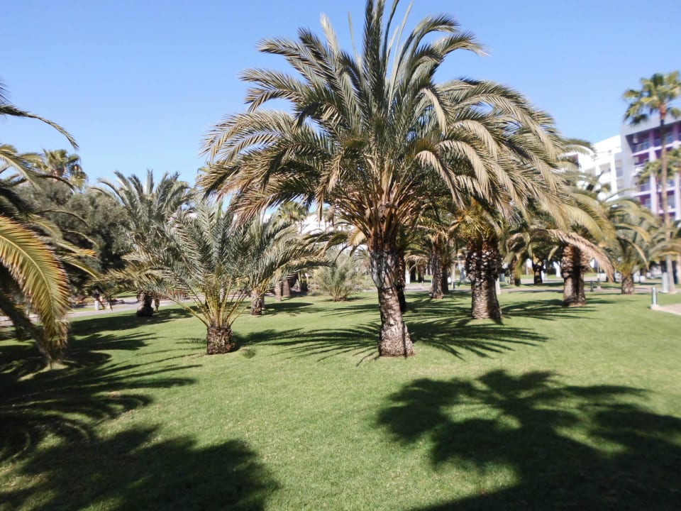 Gartenanlage Hotel Riu Gran Canaria