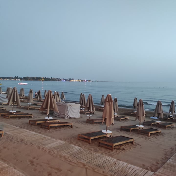 Strand Acanthus Cennet Barut Collection