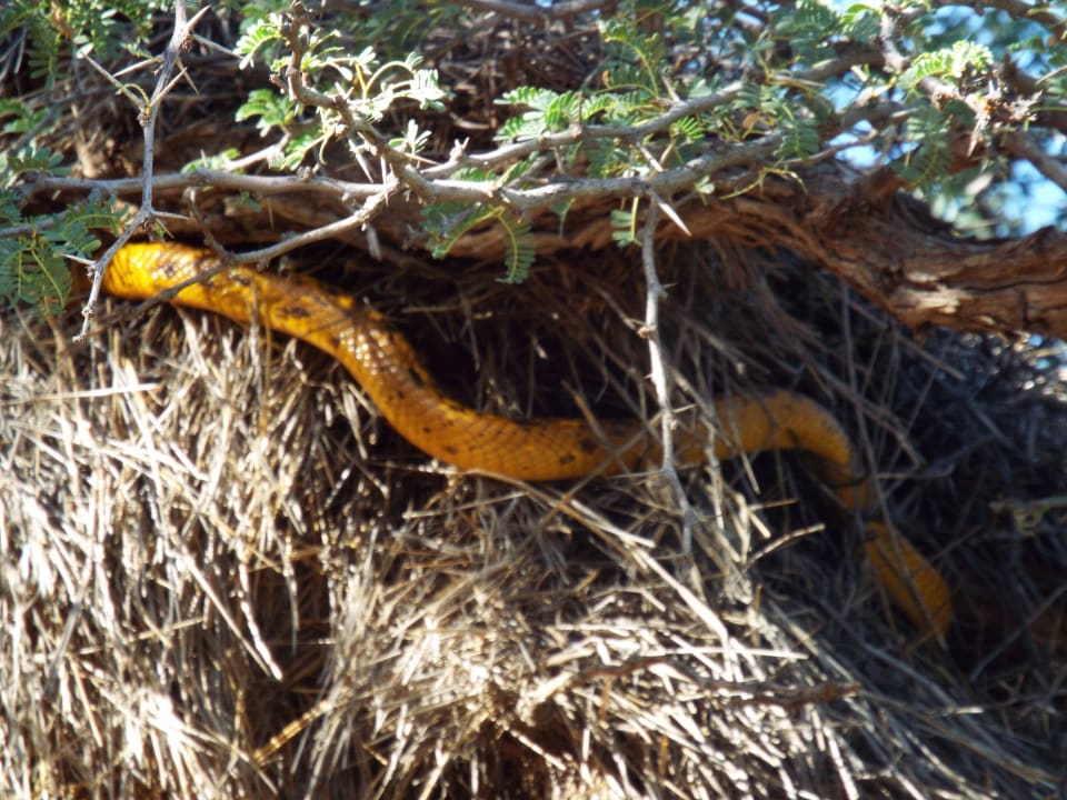 Abendsafari: Kap-Kobra in Siedelwebernest Kalahari Anib Lodge
