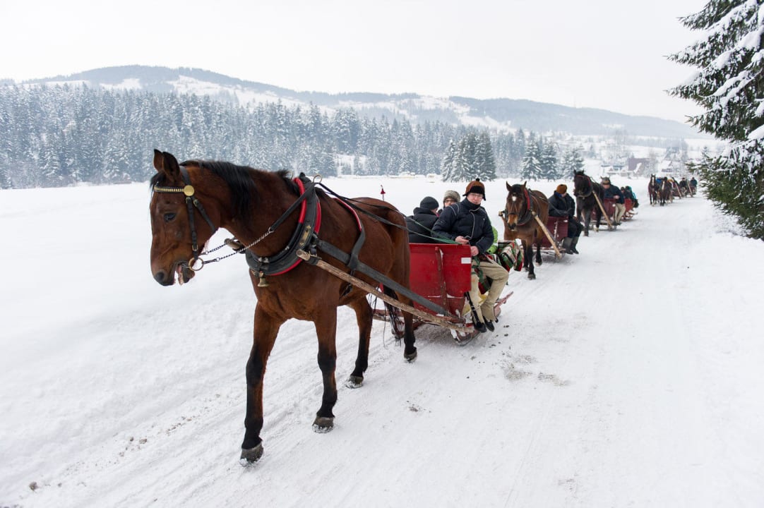 Kulig saniami Pension Tatra House Krzeptówki