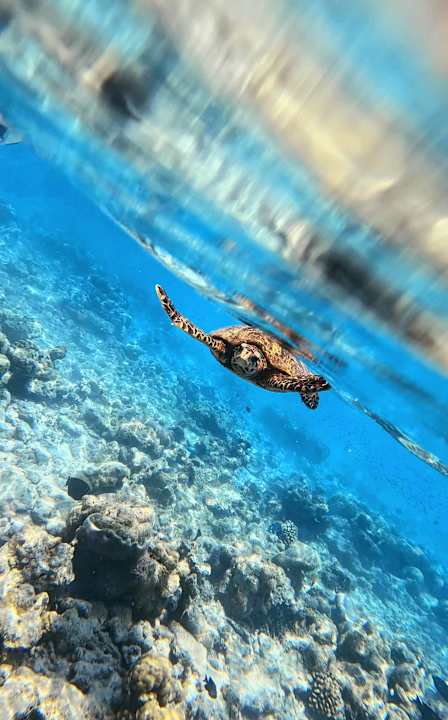 Sport & Freizeit Vilamendhoo Island Resort & Spa