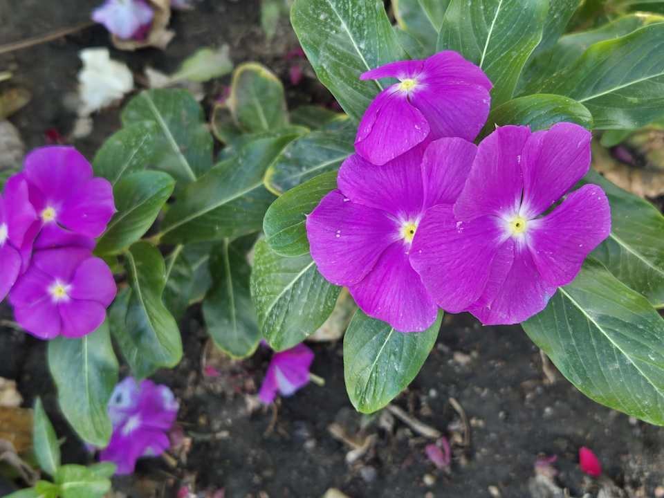 Außenansicht Shams Prestige Abu Soma-Adults Only