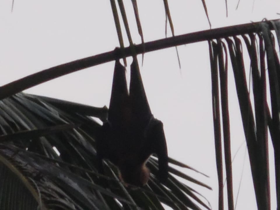 Fledermaus Mermaid Hotel & Club