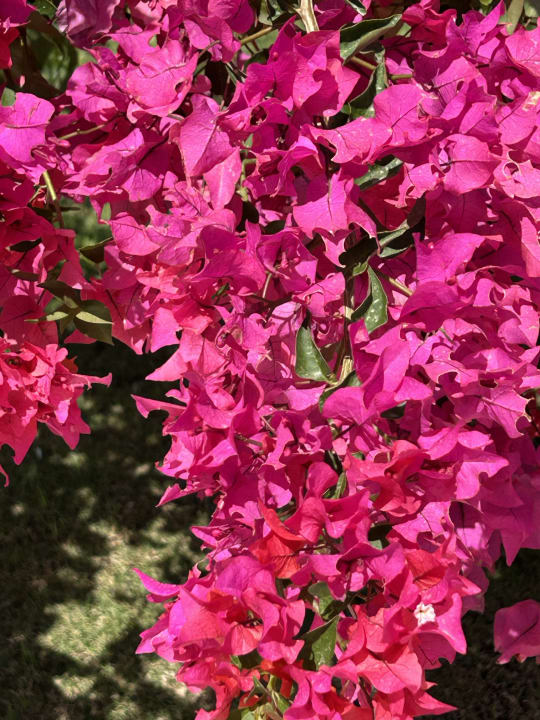 Gartenanlage Steigenberger Coraya Beach - Adults only