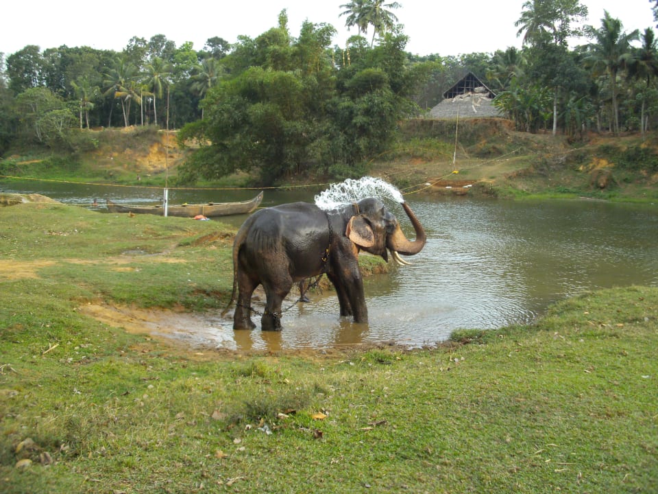 Festival ELDC Dreamcatcher House