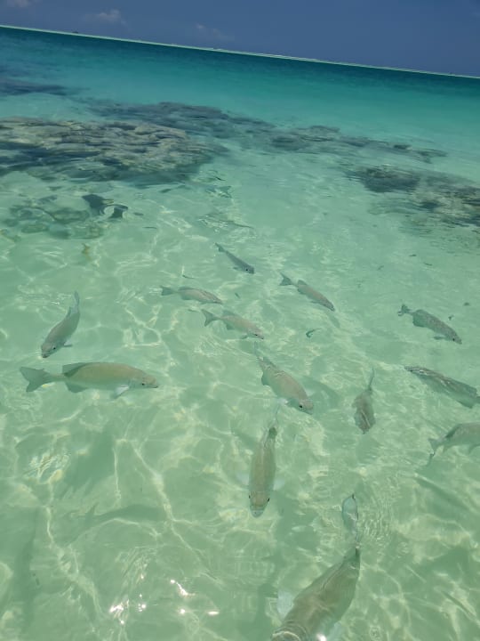 Strand Hotel Riu Atoll
