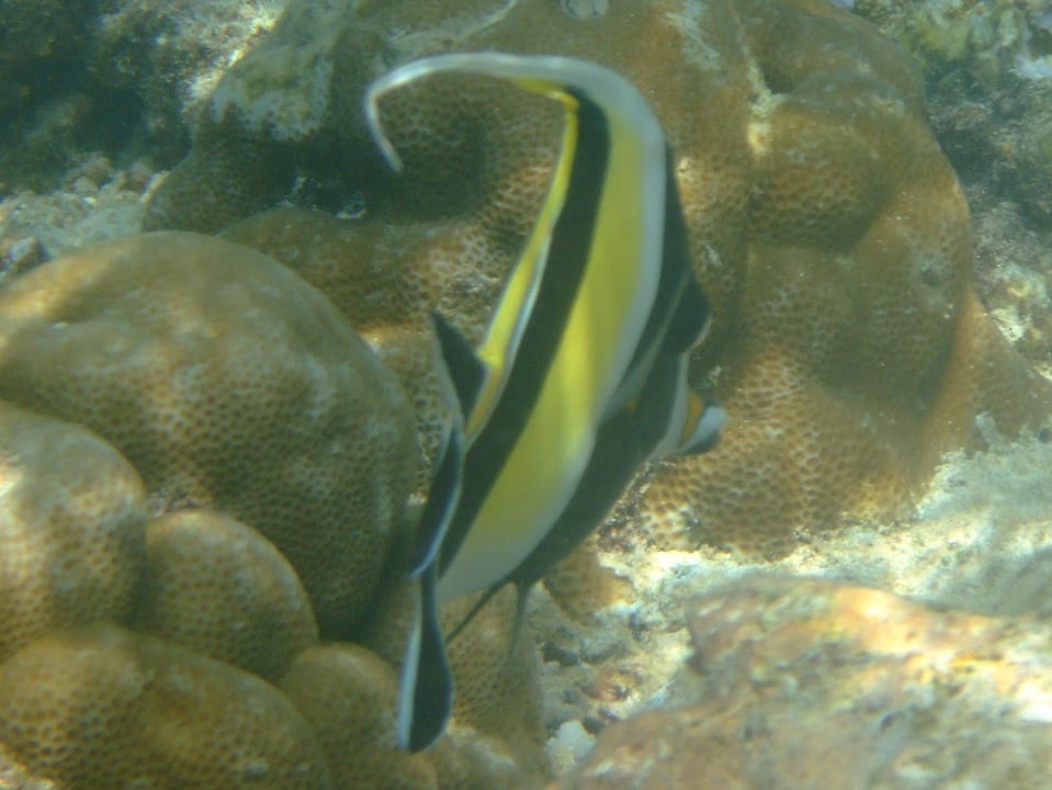 Schnorcheln Kuramathi Maldives