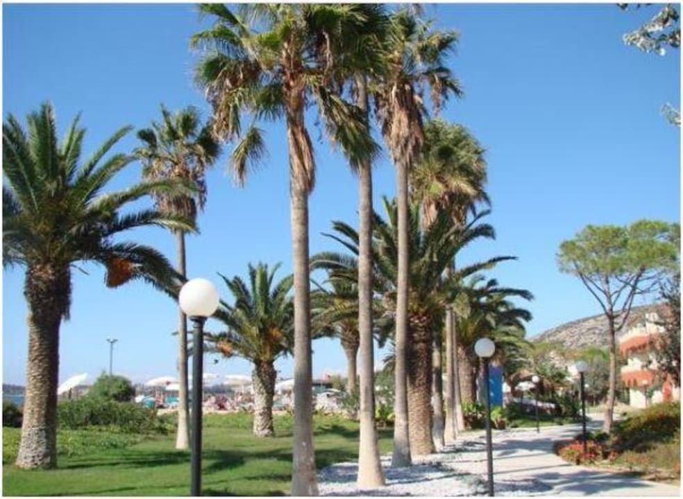 Palmen Ephesia Holiday Beach Club