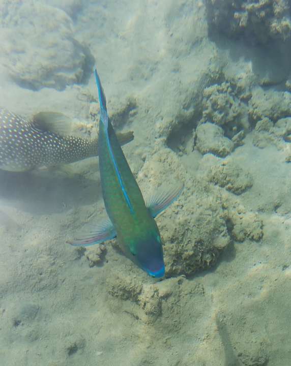 Strand Makadi Spa - Adults only