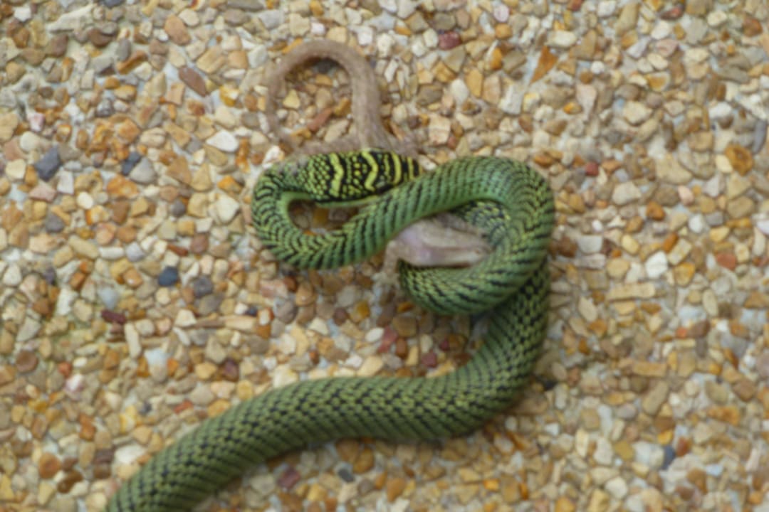 Baumnatter The Fair House Beach Resort