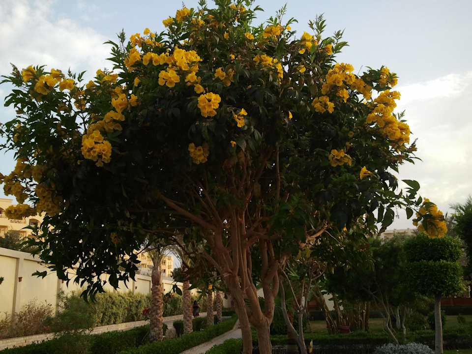 Цветут здесь даже деревья Riviera Aqua Park Resort