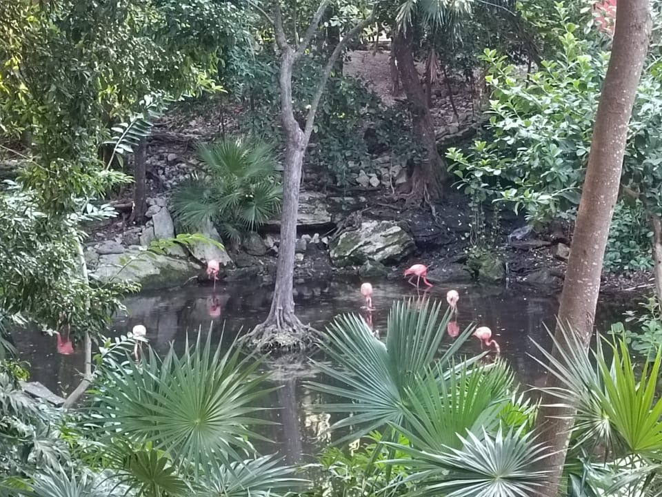 Gartenanlage Iberostar Waves Tucan