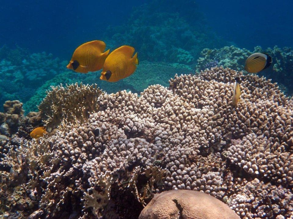 Maskenfalterfisch Malikia Resort Abu Dabbab