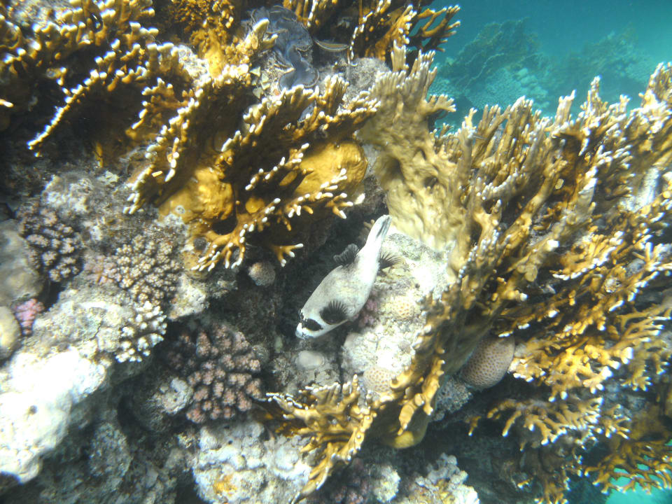 Schnorcheln Brayka Bay Resort