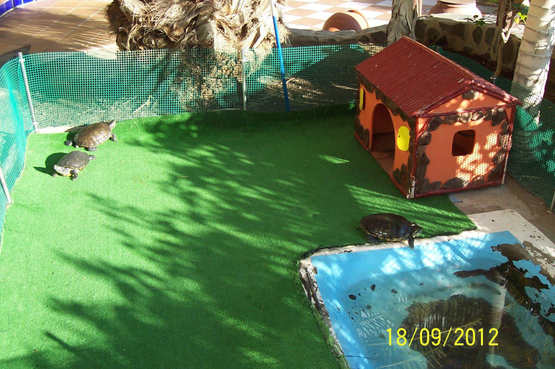 3 Schildkröten als Hotelattraktion  Corallium Beach by Lopesan Hotels - Adults only