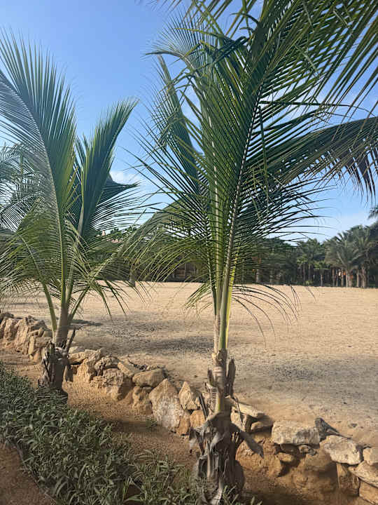 Gartenanlage Hotel Riu Cabo Verde