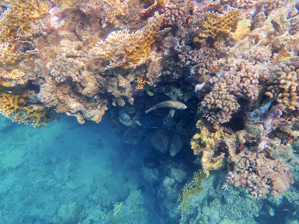 Strand Steigenberger Coraya Beach - Adults only