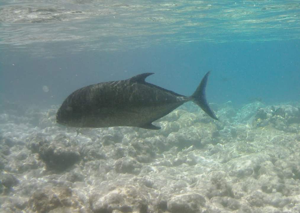 Sport & Freizeit Vilamendhoo Island Resort & Spa