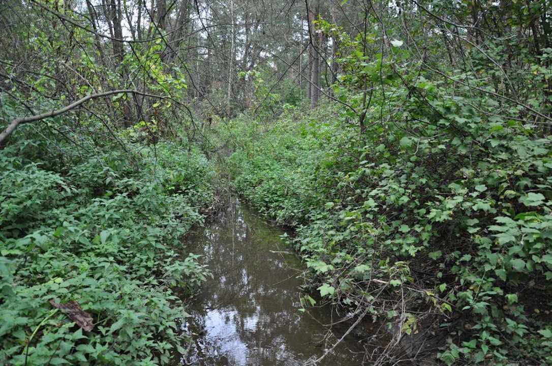 Ostoja żubrów Dworek nad Łąkami Kiermusy