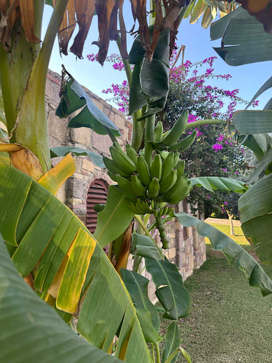 Gartenanlage Arum Barut Collection