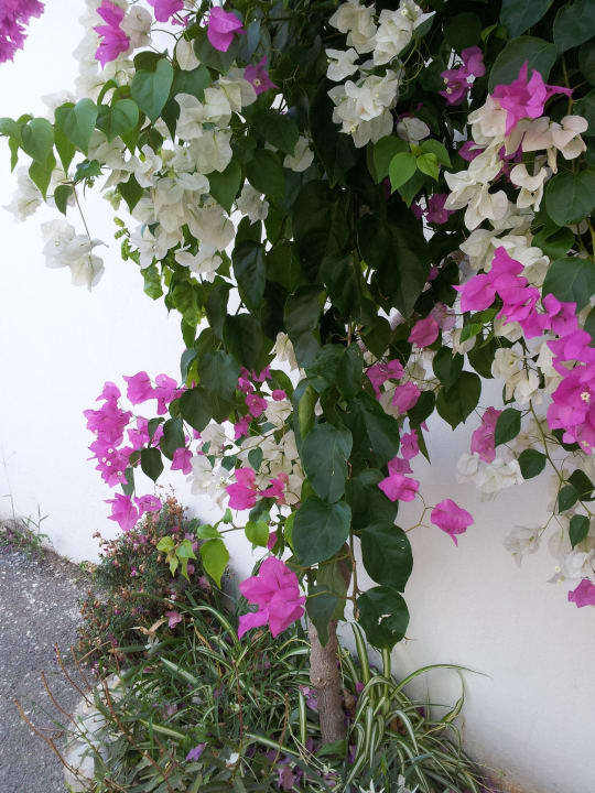 Innenhof Hotel Kathrin Beach