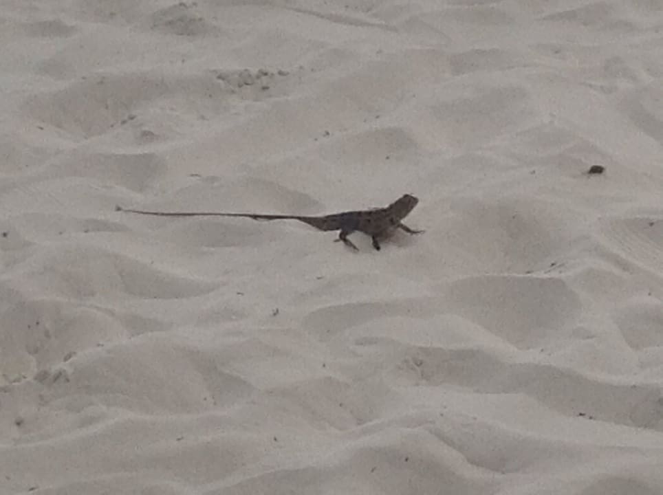 Lieber Inselmitbewohner Kuredu Island Resort & Spa