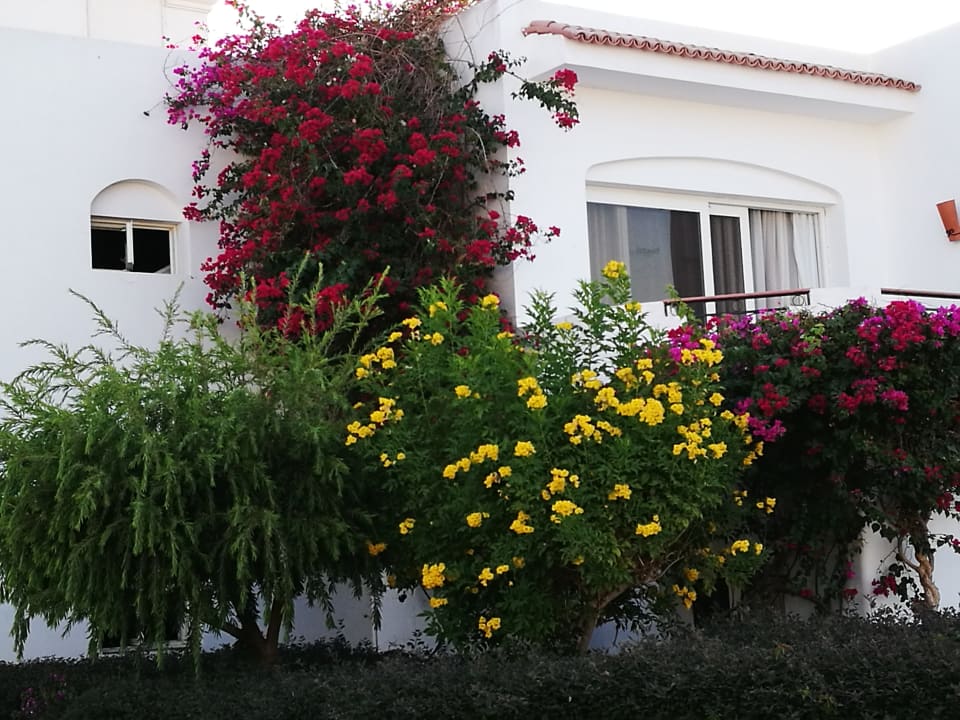 Gartenanlage Iberotel Palace