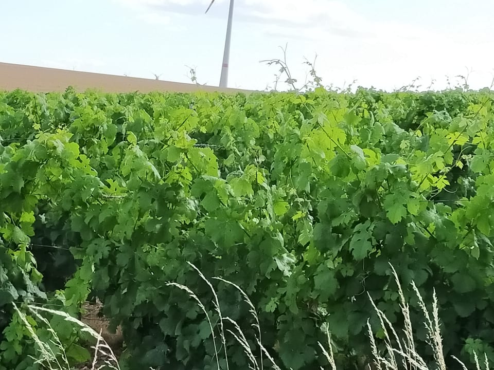 Gartenanlage Gästezimmer Weingut Karl Braun