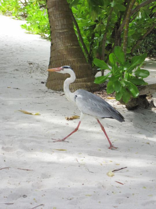 Hausreiher Summer Island Maldives