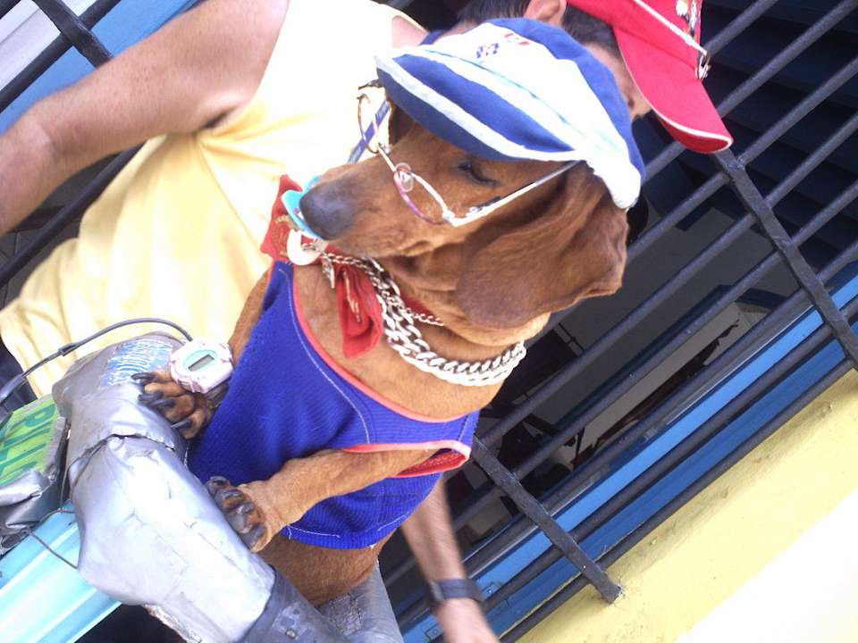 Arme Tiere Starfish Cuatro Palmas