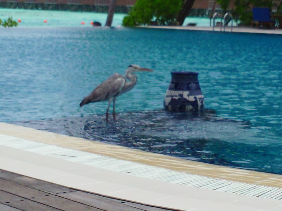 Zuraw Meeru Maldives Resort Island
