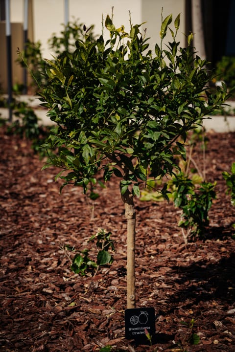 Gartenanlage THB Maria Isabel - Adults only