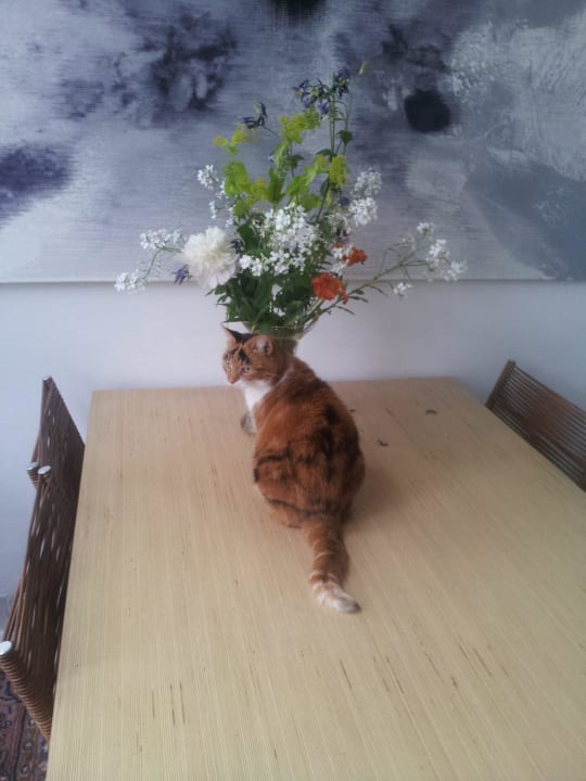 Один из симпатичных котиков Hotel Kalkmarkt Suites