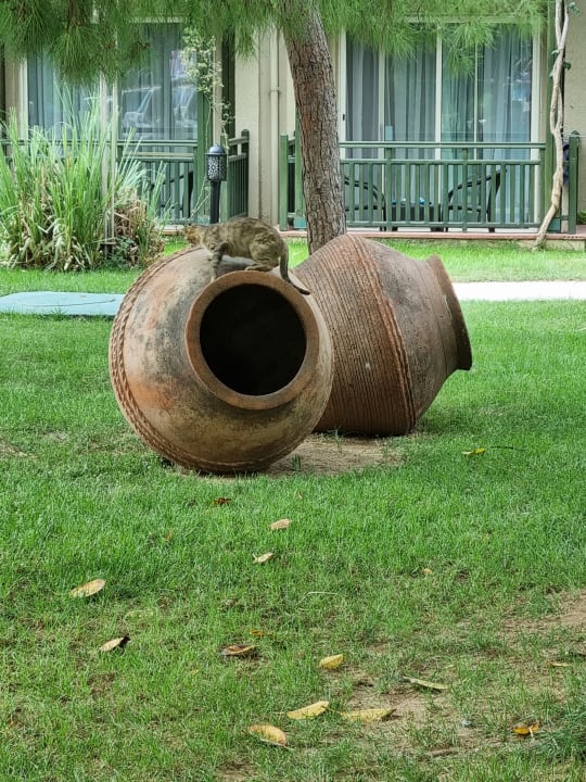 Gartenanlage Paloma Oceana