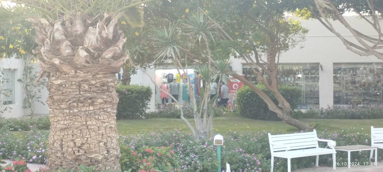 Sonstiges Desert Rose