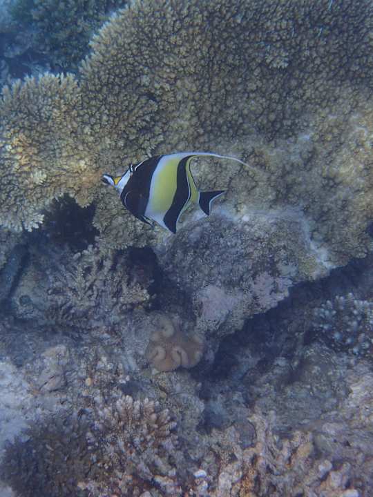 Schnorcheln macht so Spass Meeru Maldives Resort Island