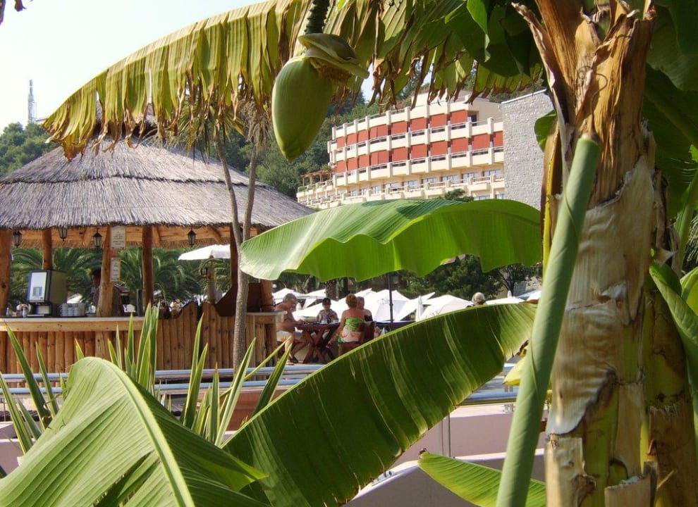 Wohlfühloase Poolbar Iberostar Waves Bellevue