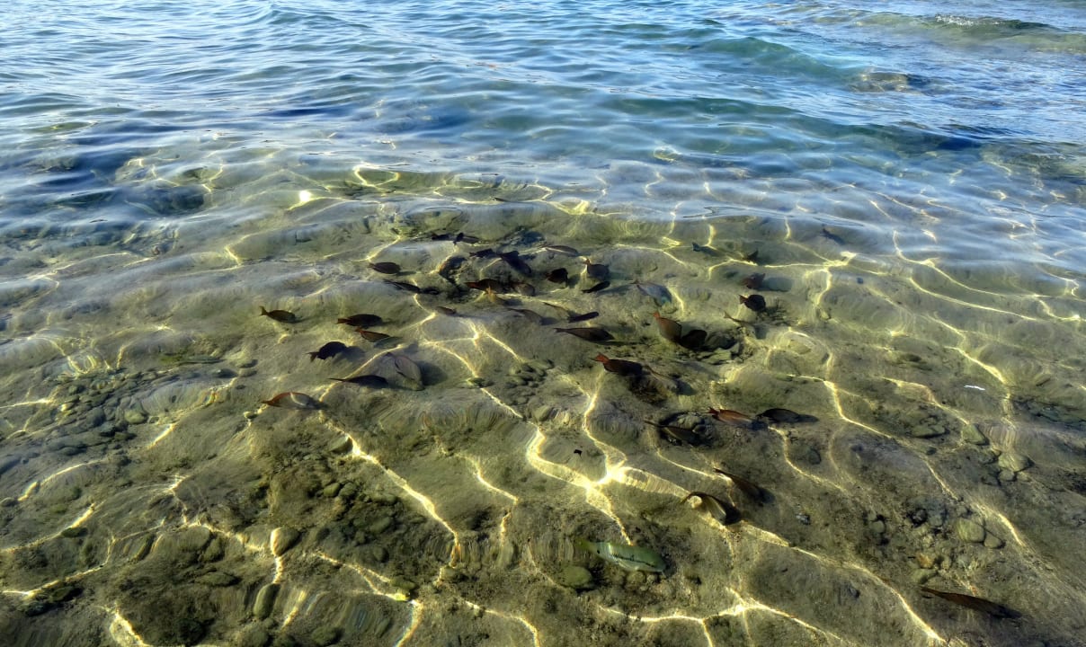 Fische Royal Lagune Pickalbatros Citadel Resort