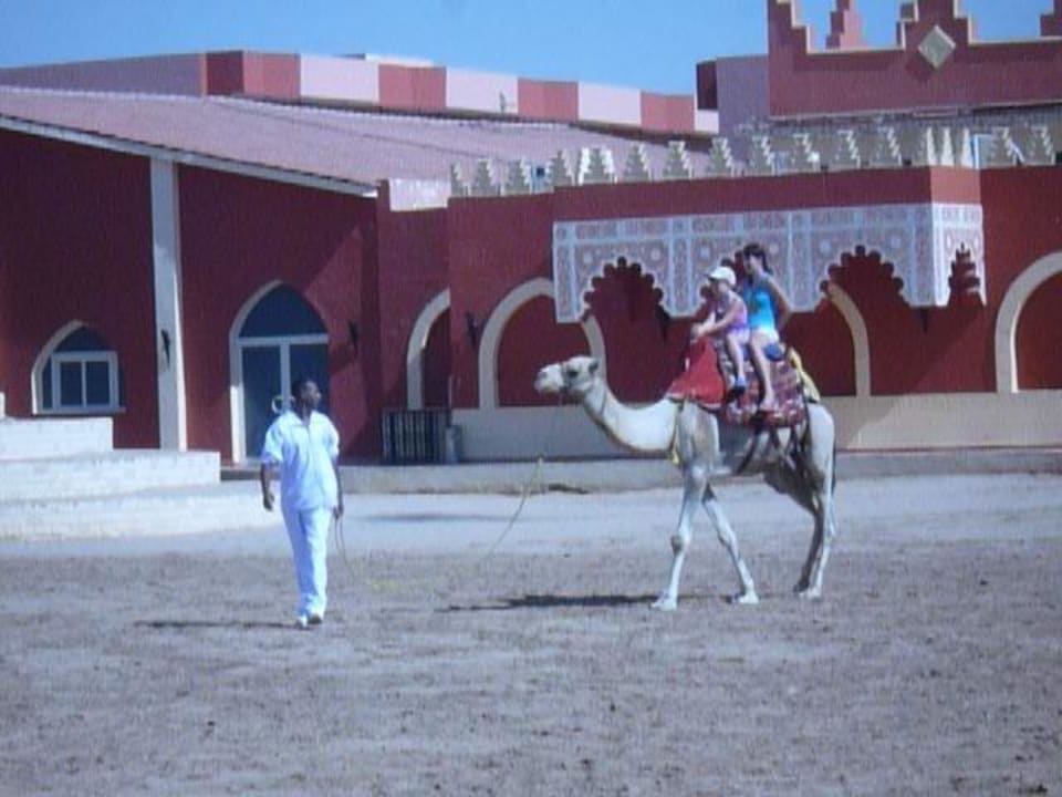 Катание на верблюде бесплатно Pickalbatros Alf Leila Wa Leila Resort - Neverland Hurghada