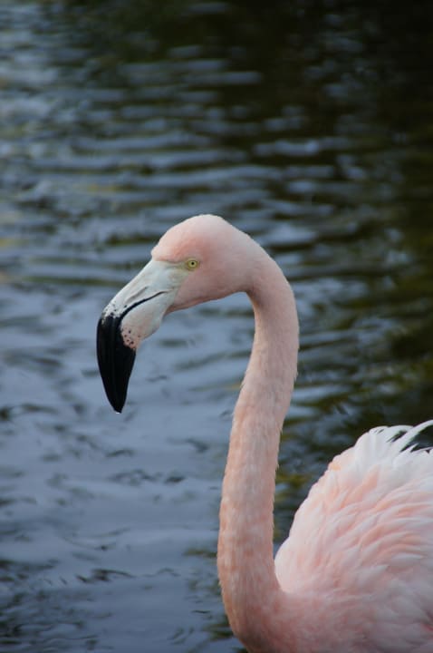 Flamingos im Teich Hotel Grand Palladium Palace Resort, Spa & Casino
