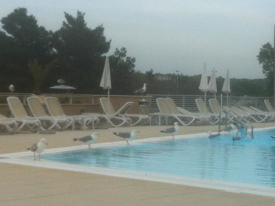 Möven kamen zum Trinken und Baden Hotel Molindrio Plava Laguna