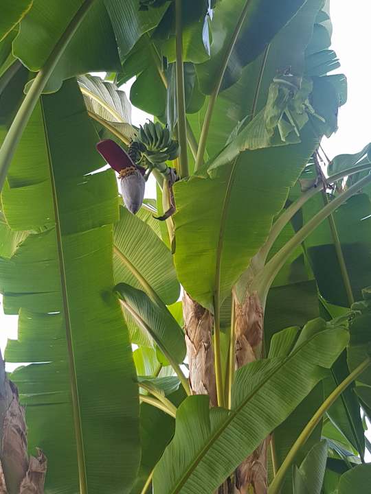 Bananas  Grand Seker Hotel