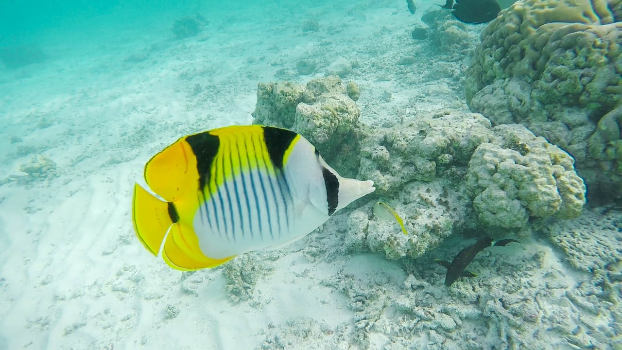 Strand Biyadhoo Island Resort