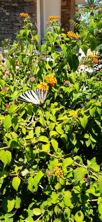 Gartenanlage Civitel Creta Beach