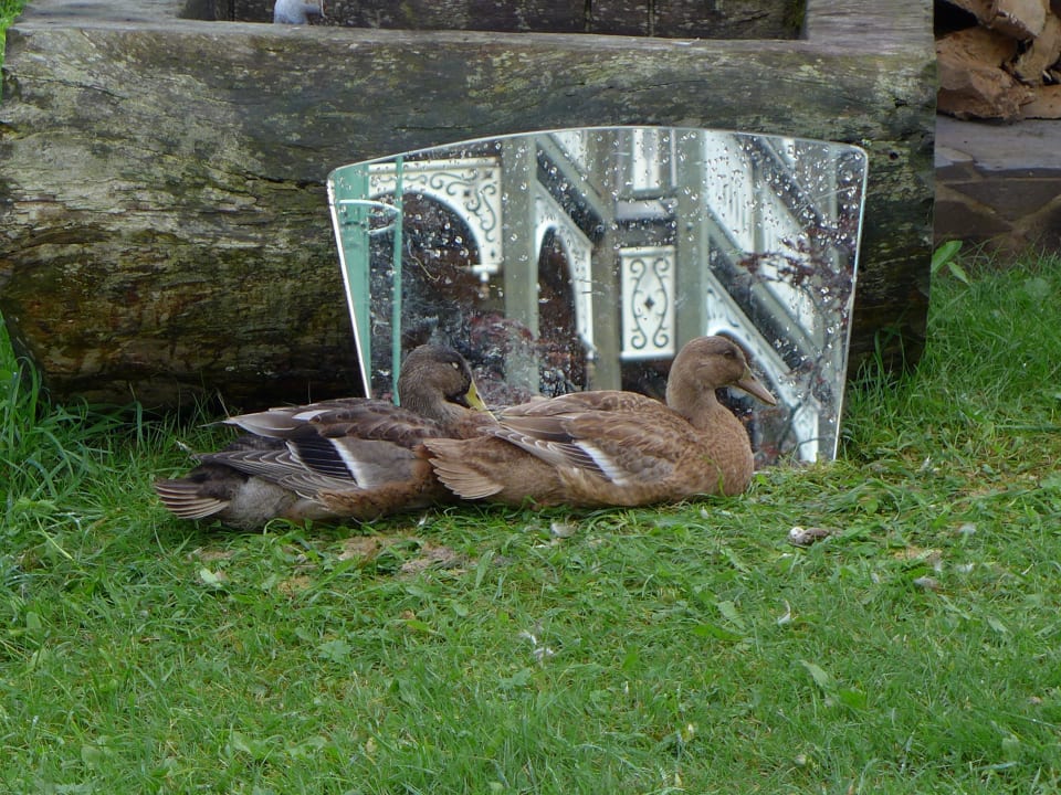 "Spieglein, Spieglein..." Hotel der Wiesenhof