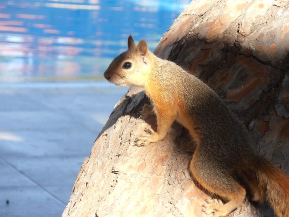 Häufige Gäste am Ruhepool, fressen aus der Hand! Xanadu Resort Hotel